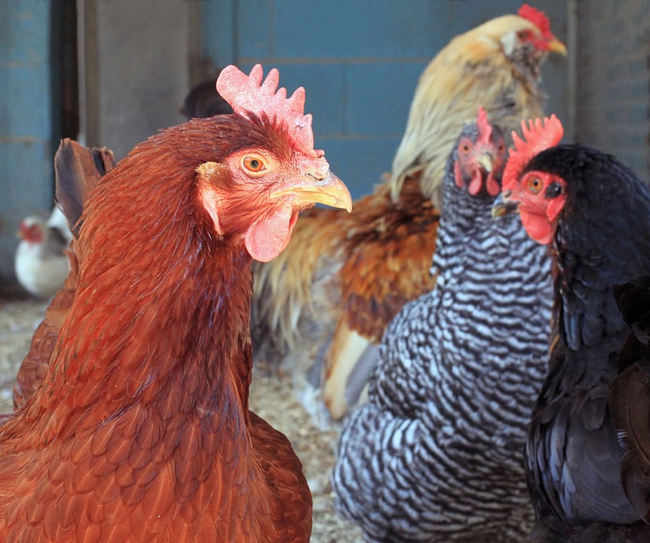 chicken, hen, pullet, agriculture, red, rhode island, new england, barred rock, rooster, alive