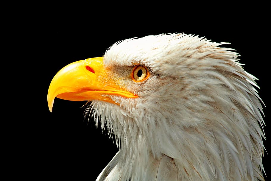 whit eagle illustration, adler, bald eagle, raptor, bird, bird of prey, bill, white tailed eagle, nature, portrait