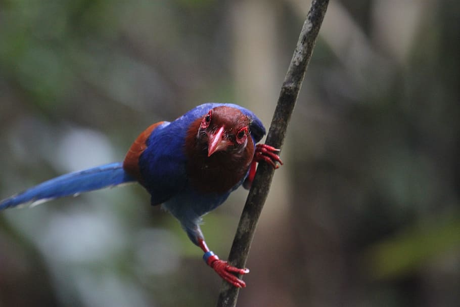 Blue Magpie, Bird, Wildlife, magpie, branch, feather, beak, animal, nature, color Image