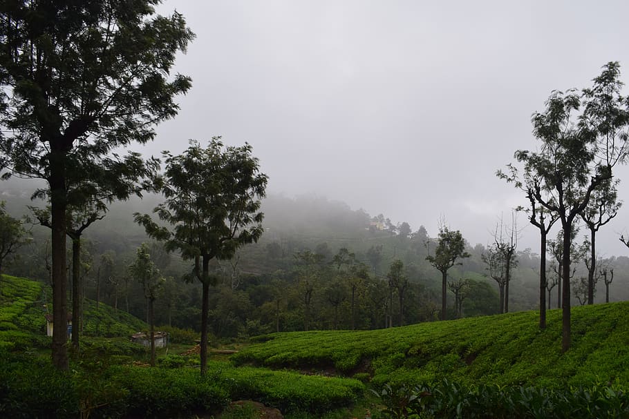 coonoor, chá, verde, montanhas, colinas, nilgiris, tamil nadu, sul, índia, árvore