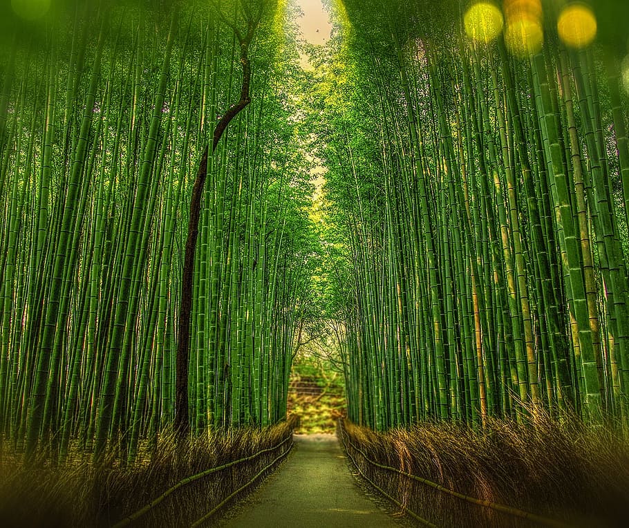 bamboo, green, fence, plant, the way forward, growth, beauty in nature, direction, green color, bamboo - plant
