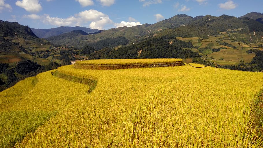 terraza, campo de arroz, montaña, arroz, vietnam, viajes, terrazas, comida, cosecha, campo