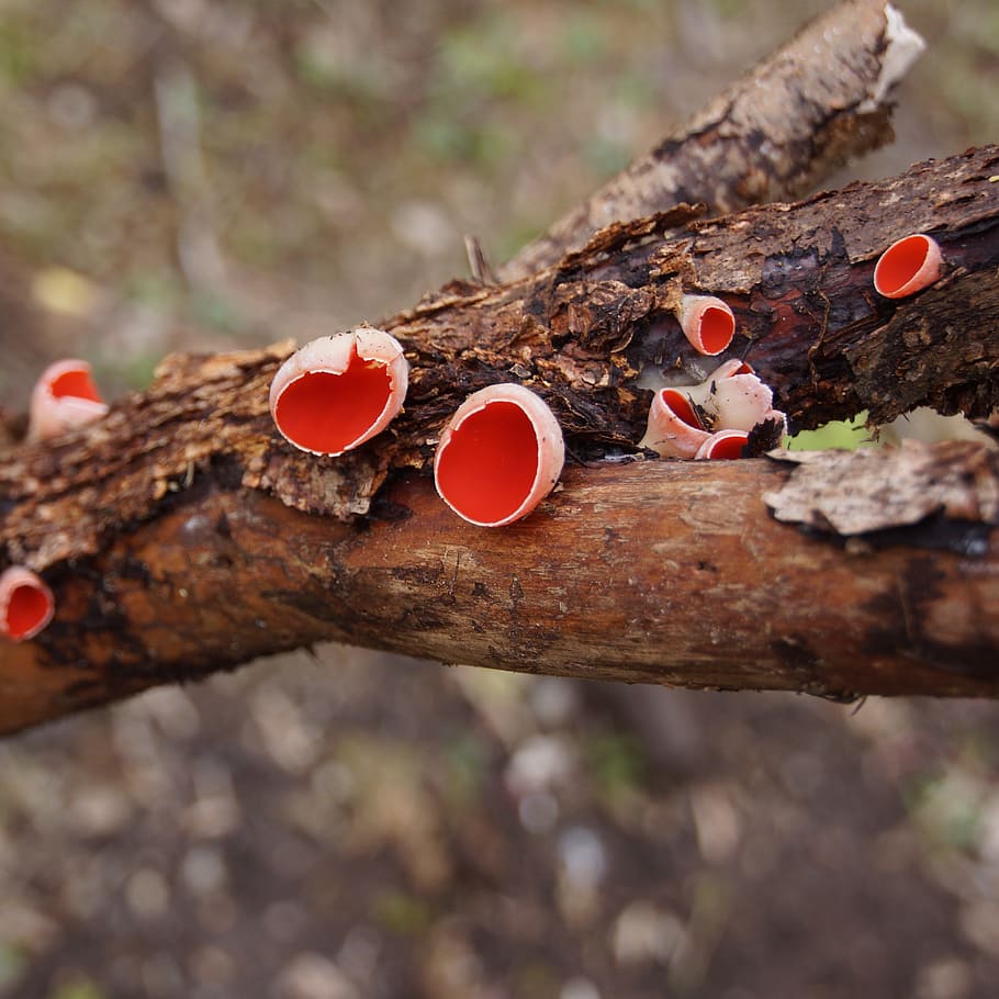 seta, punamaljakas, sarcoscypha austriaca, seta de primavera, rojo, copa, primavera, árbol, foco en primer plano, madera - material