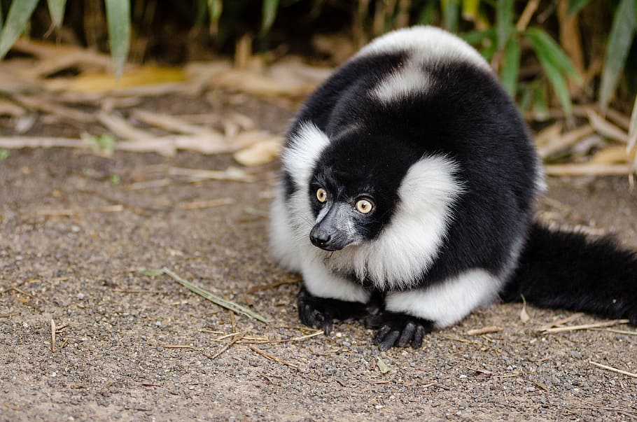 Black, white, Ruffed Lemur, striped skunk, one animal, mammal, animal wildlife, animals in the wild, vertebrate, land