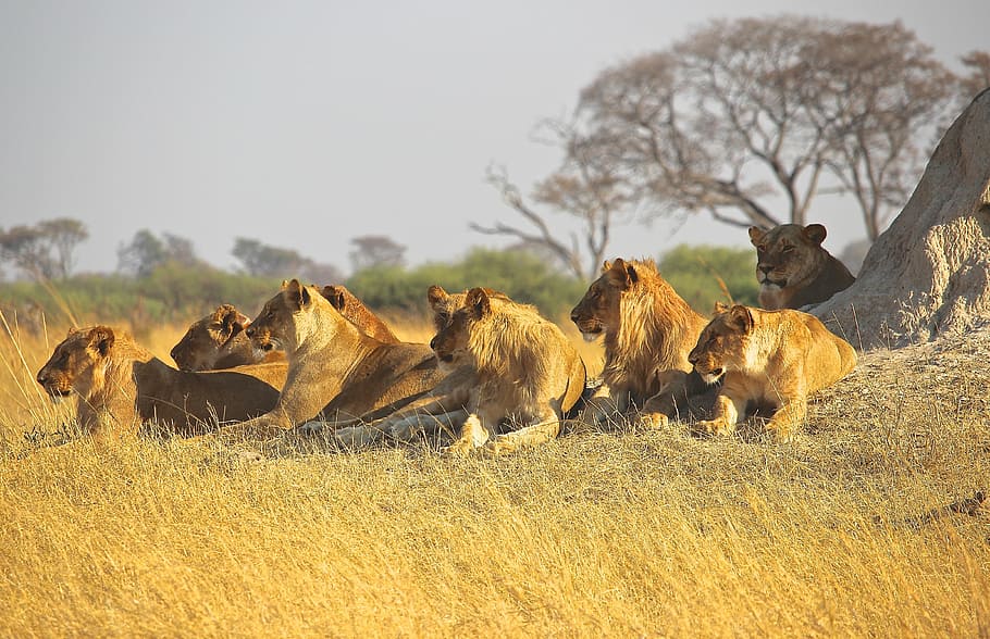 grupo, leão, leoa, deitado, chão, animais, leões, áfrica, predador, orgulho
