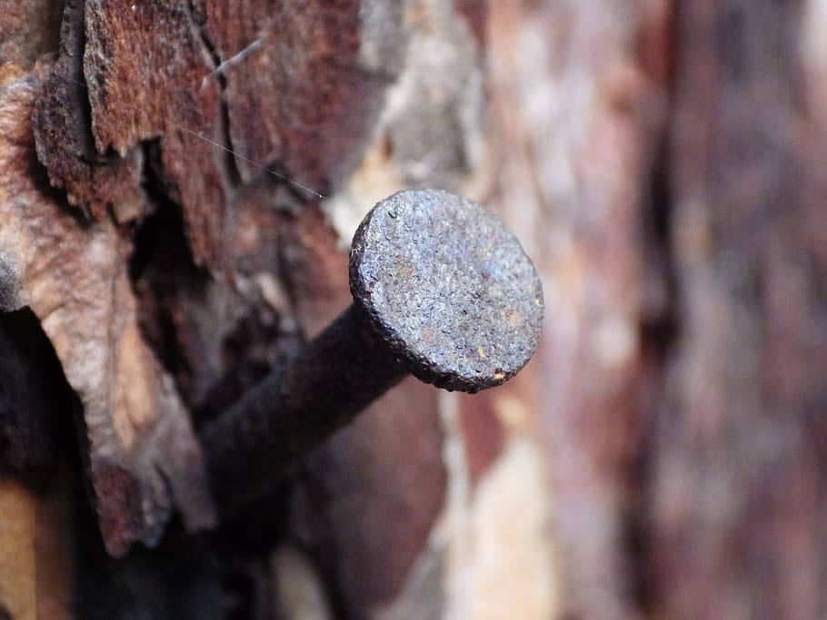 nail, rust, the bark, time, close-up, metal, textured, day, focus on foreground, outdoors