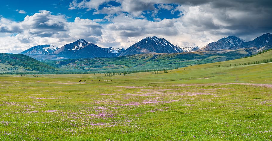 paisagem, panorama, montanha, prado, flores cor de rosa, junho, montanhas da fronteira mongol-russa, saridak, elevação 3491m, enviar por fax a parte noroeste