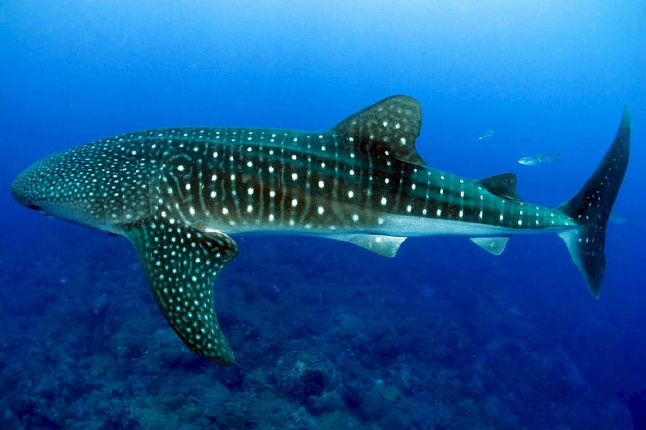 underwater, photography, whale shark, swimming, ocean, sea, water, marine, swim, predator