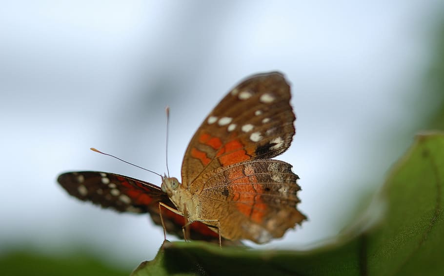 brown, orange, butterfly, danaus, plexippus, butterflies, insect, animal, leaf, nature