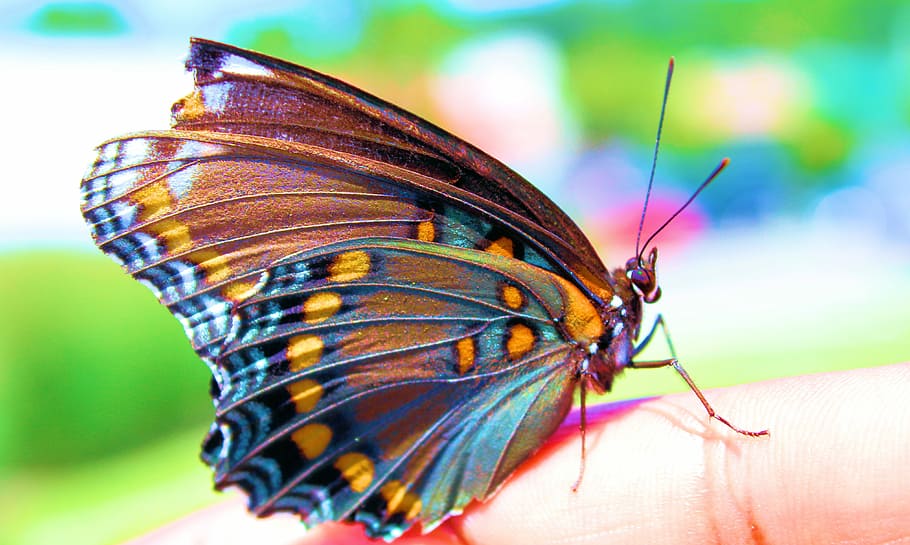 macro fotografia, azul, laranja, borboleta empoleirar-se, humano, mão, colorido, borboleta, inseto, natureza