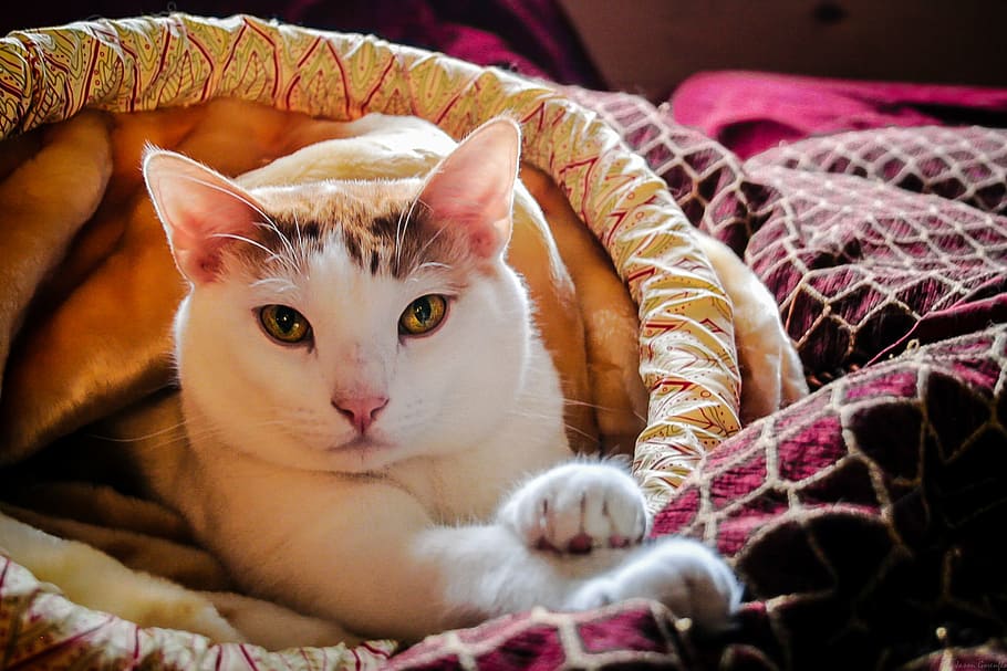 white, furred cat, laying, bedspread, cat, purr, kitten, pet, fur, feline