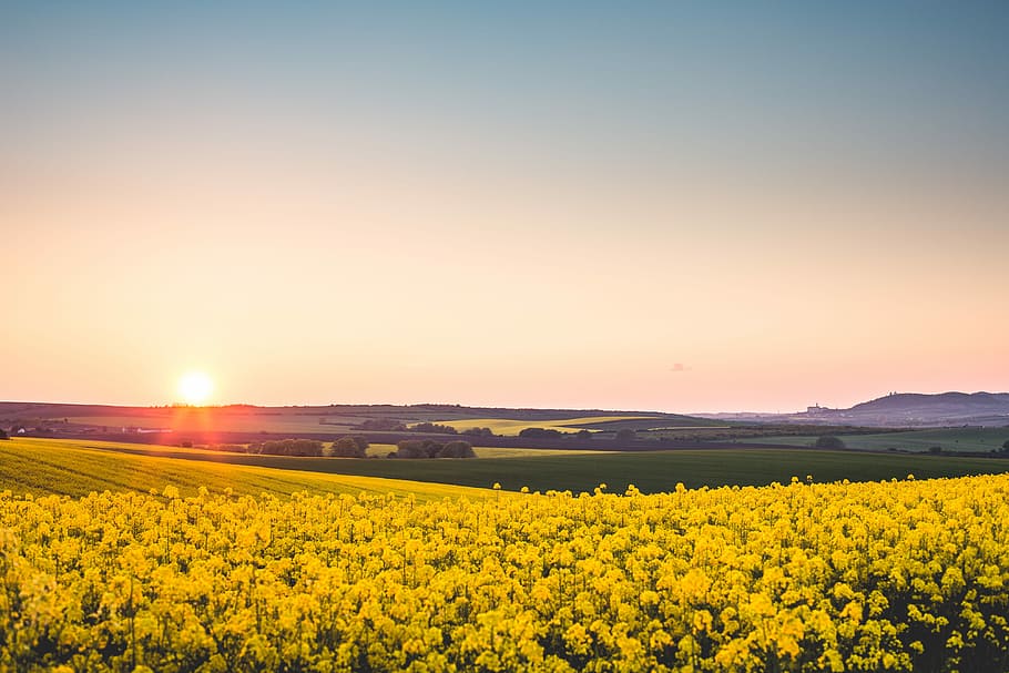 beautiful, sunset, rapeseed field, Beautiful Sunset, Yellow, Rapeseed, Field, canola, cloudless, fields