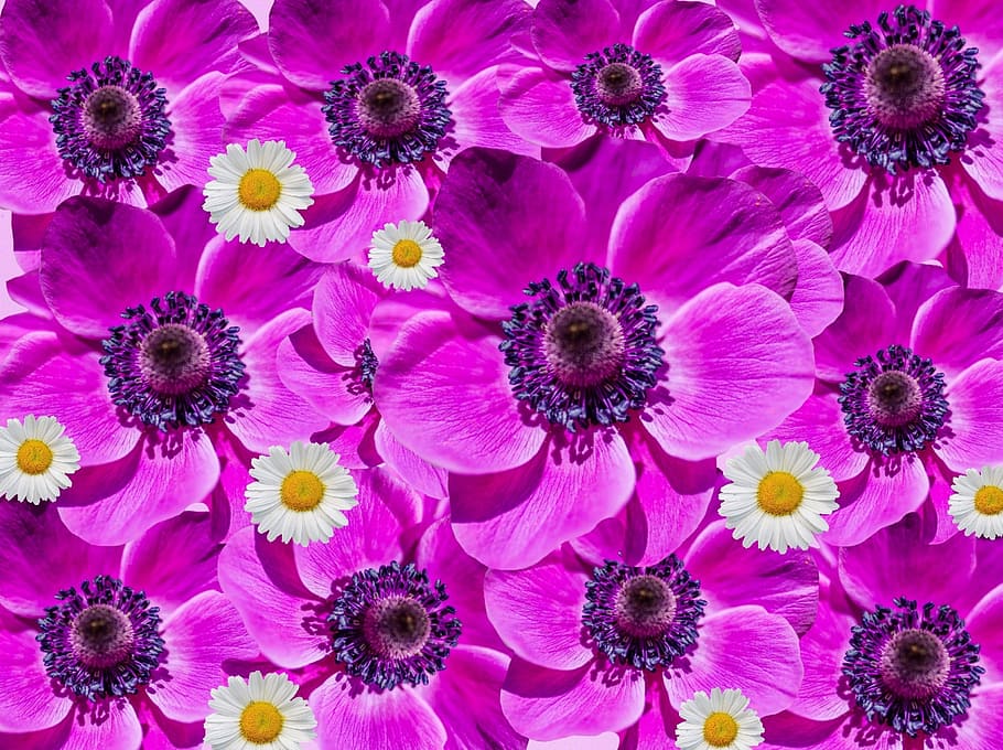 pink flowers, flowers, anemone, poppy, collage, purple, blütenmeer, nature, blue, fall anemone
