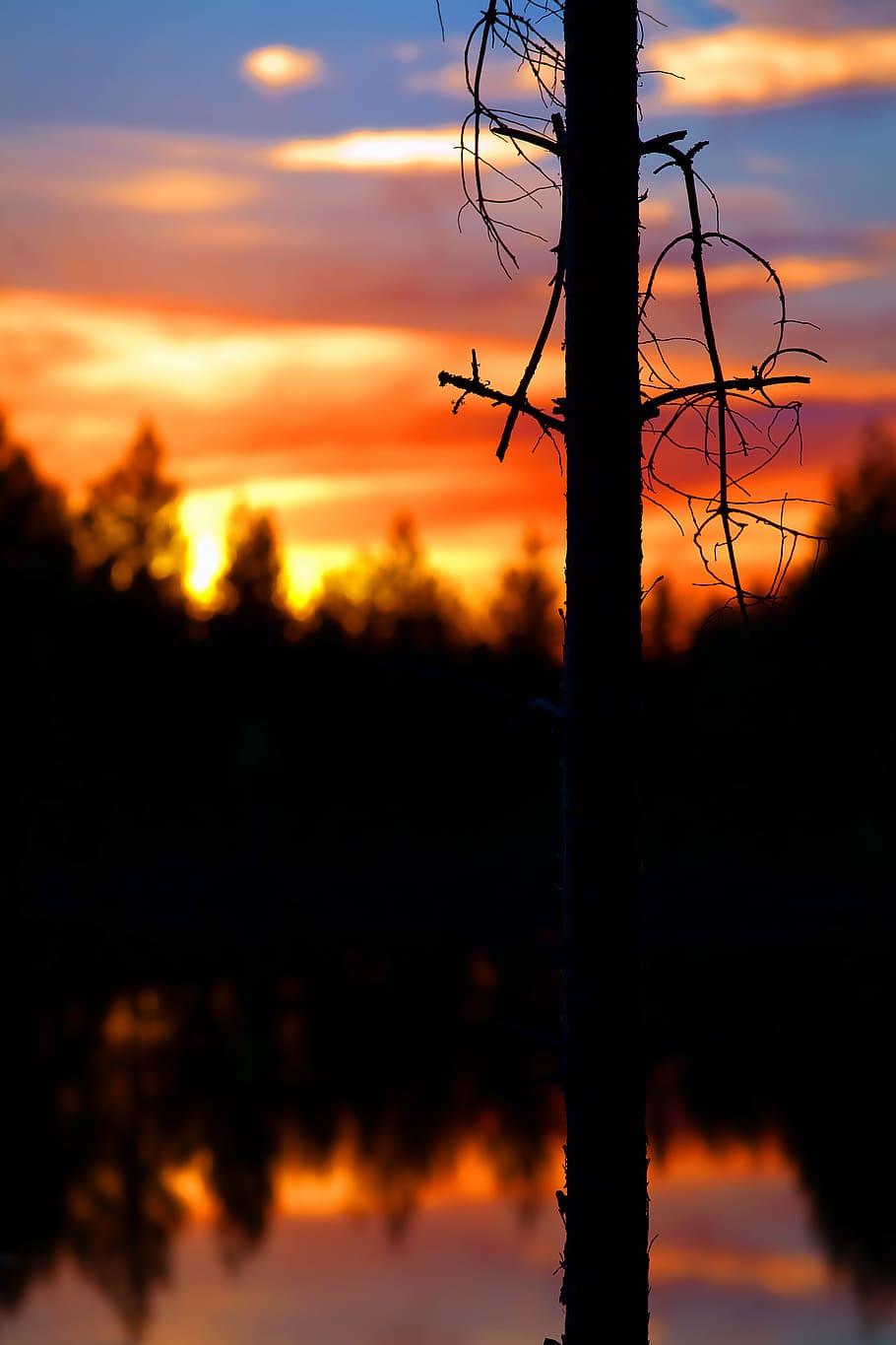 silhouette of tree, silhouette, tree, sunset, dusk, water, reflection, sky, trees, nature
