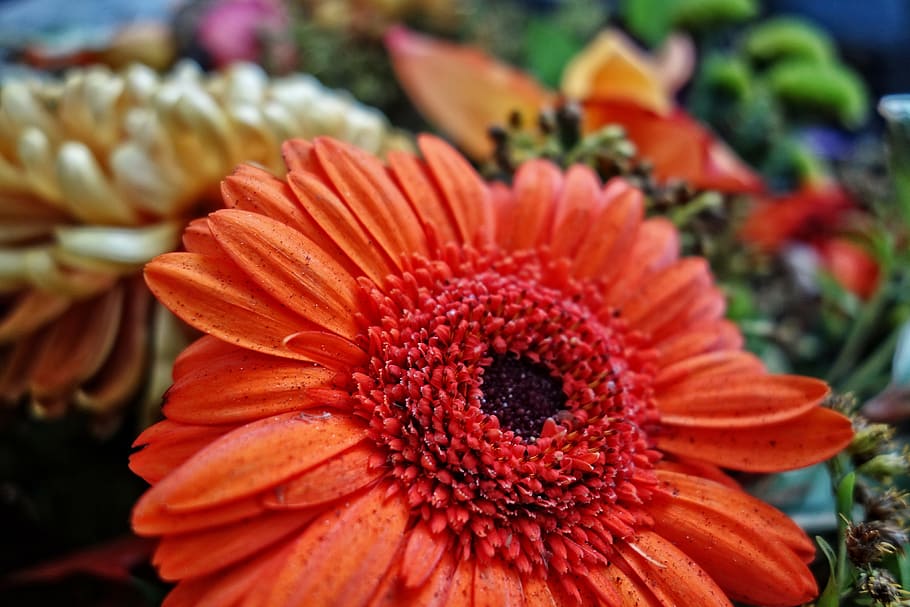 gerbera, daisy, flower, plant, petal, orange, decoration, flowering plant, freshness, close-up