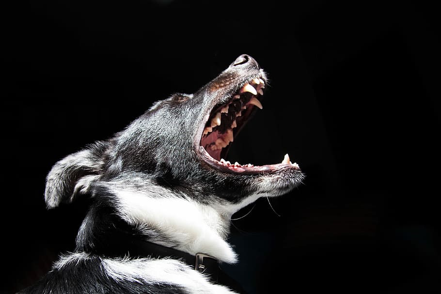 吠える犬, 犬, 吠える, 動物, 写真, ペット, パブリックドメイン, 黒の背景, 動物歯, 黒色