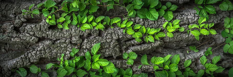 green, leaf plant lot, wood, texture, bark, plants, nature, surface, wild, the leaves