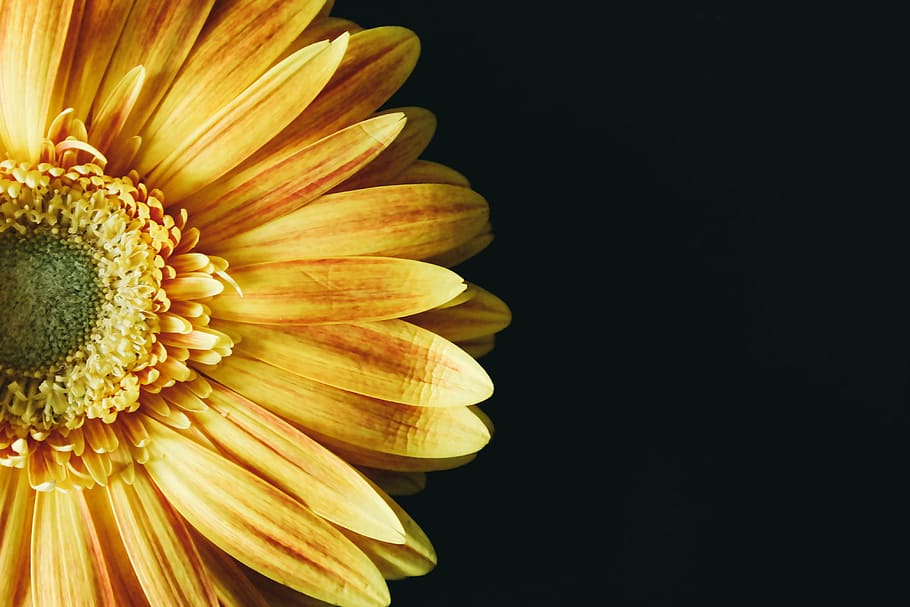 close, sun flower, black, background, black background, close up, flower, macro, orange, sunflower