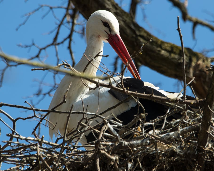 White Stork, Breed, stork, storchennest, rattle stork, nest, adebar, bird, zoo, wildlife park