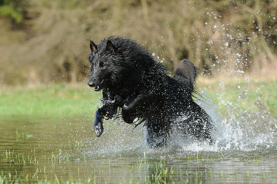 black, wolf, running, river, belgian shepherd dog, water, dog, cooling, motion recording, drop of water
