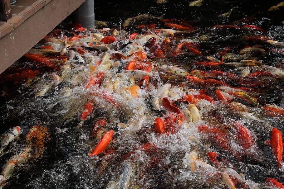 鯉, 魚, 日本人, 水面, 水, 池, 赤, 混乱, 餌, 摂食