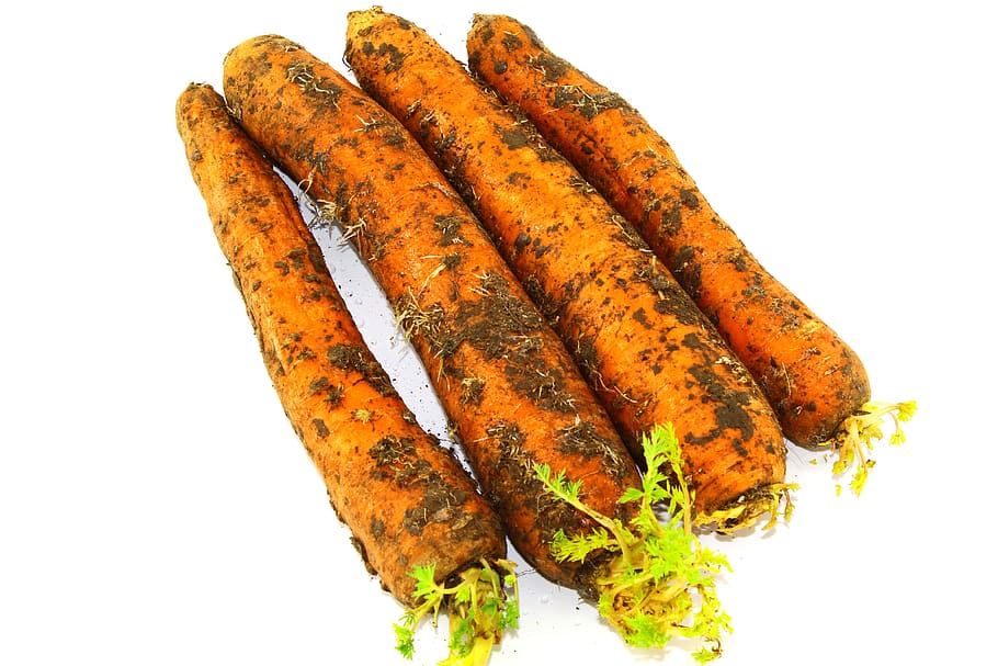 vegetables, unwashed, dirty, with earth, carrots, bright orange, white background, four pieces, long, large