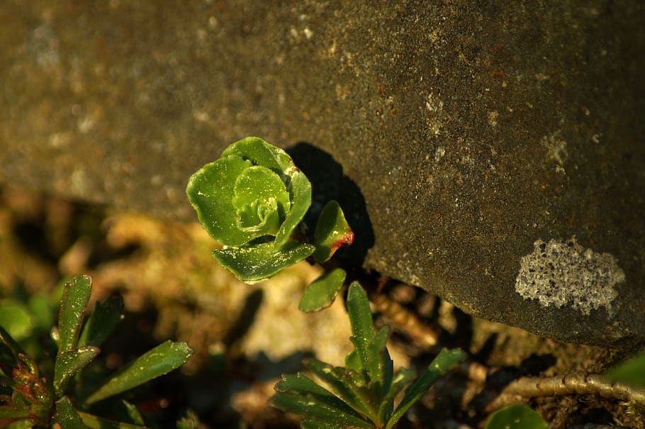 stone crop, wall, plant, green, stone, macro, lichen, close up, stone herb, background