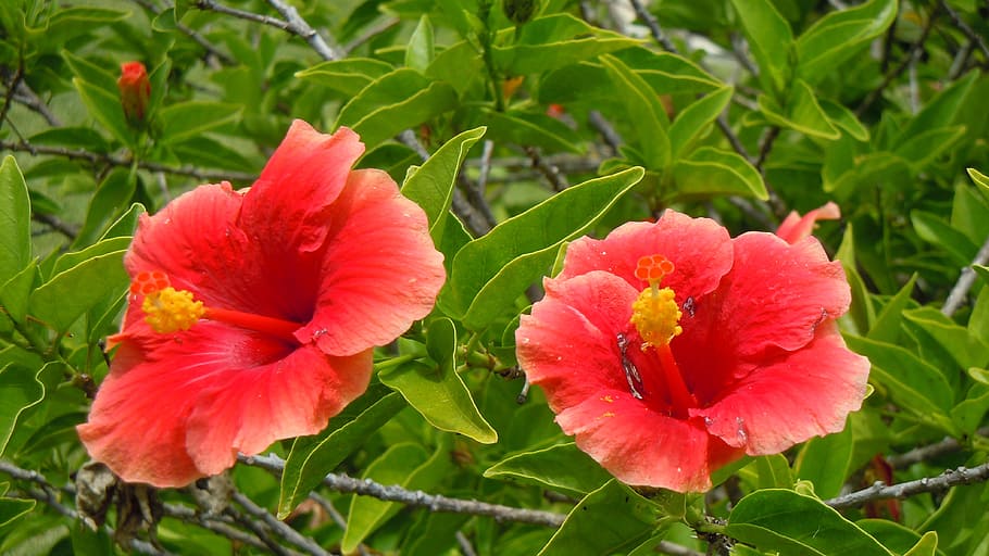 close-up photo, two, pink, hibiscus flowers, flowers, hibiscus, wildflowers, bermuda, floral, plants