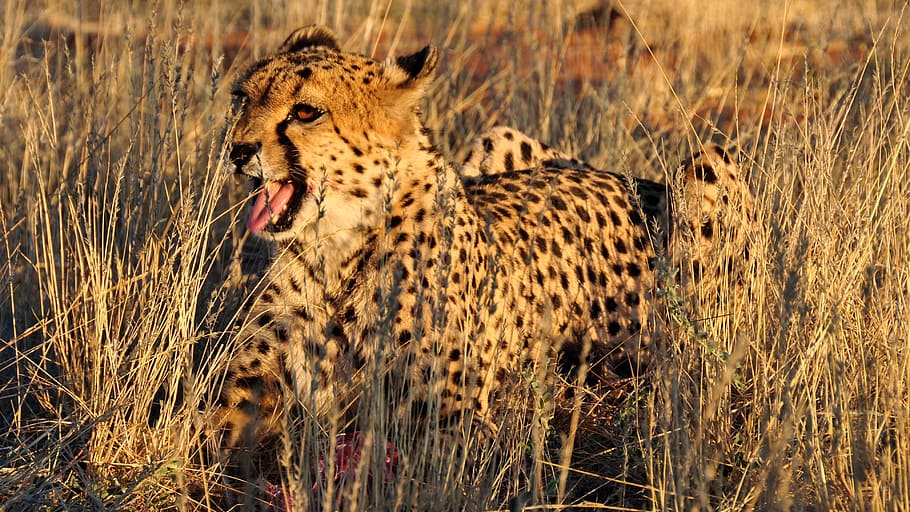 Cheetah, Afrika, Namibia, Alam, Kering, hewan, kucing, safari Hewan, Kucing yang tidak dikawinkan, margasatwa