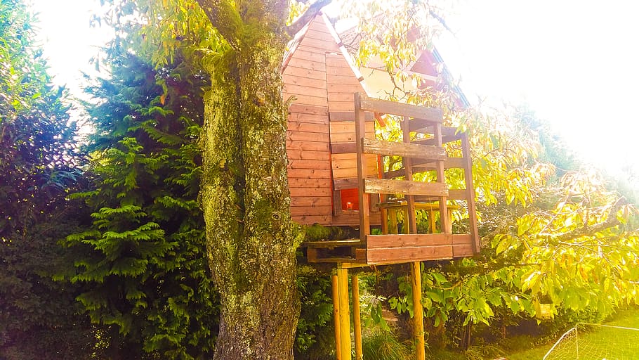 treehouse, autumn, tree, forest, sun, nature, landscape, light, fall color, plant