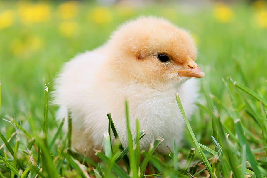 white, chick, green, grass, chicks, feather, chicken, plumage, yellow, agriculture