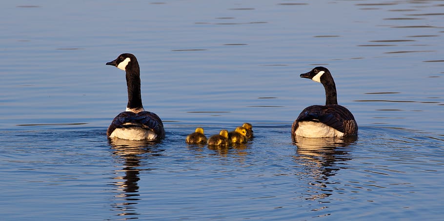 geese and goslings, geese, goslings, baby geese, canada geese, canada geese baby, chicks, nature, gosling, animal