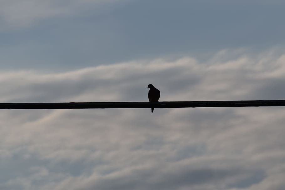 bird, wire, Bird On A Wire, Silhouette, mourning dove, animal, nature, wildlife, sky, outdoors