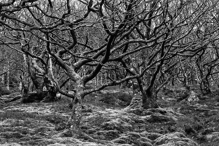 Trees, Nature, Forest, Trunk, stunted, wood, black and white, lord of the rings, ents, tangled