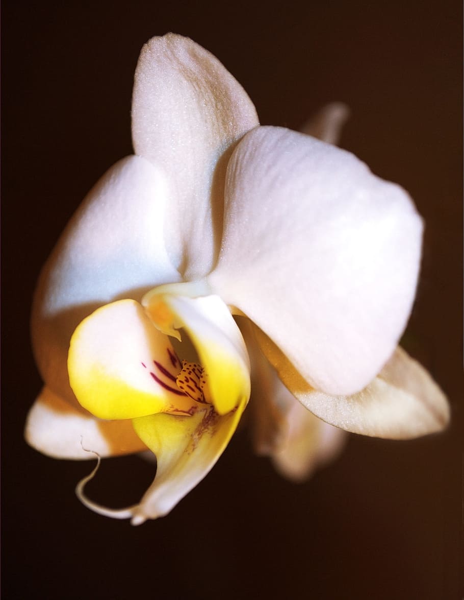 orquídea, flor, flor hermosa, flora, belleza, planta, macro, flores, floración, orquídea flor
