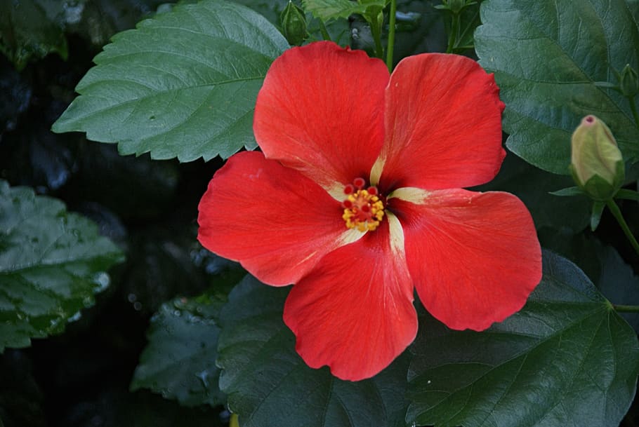 hibiscus, red, flower, nature, floral, tropical, blossom, green, garden, leaves