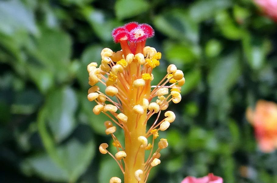Hibisco, antera, flor, filamento, close-up, dharwad, índia, planta, crescimento, natureza