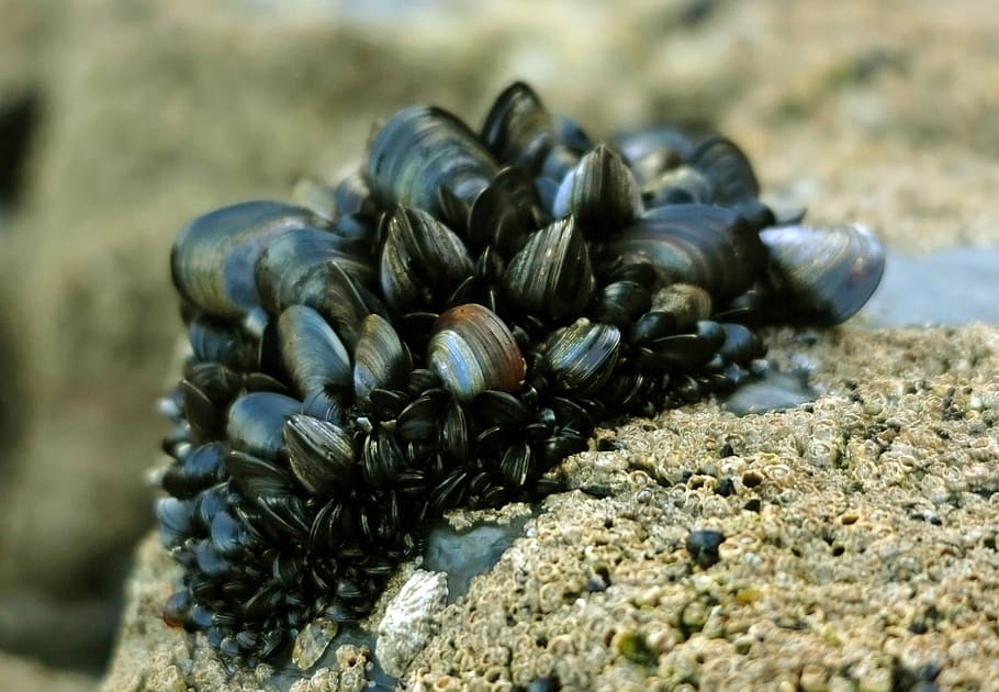 blue, mussel, -, Blue Mussel, Mytilus edulis, clams, photos, marine, mollusk, public domain