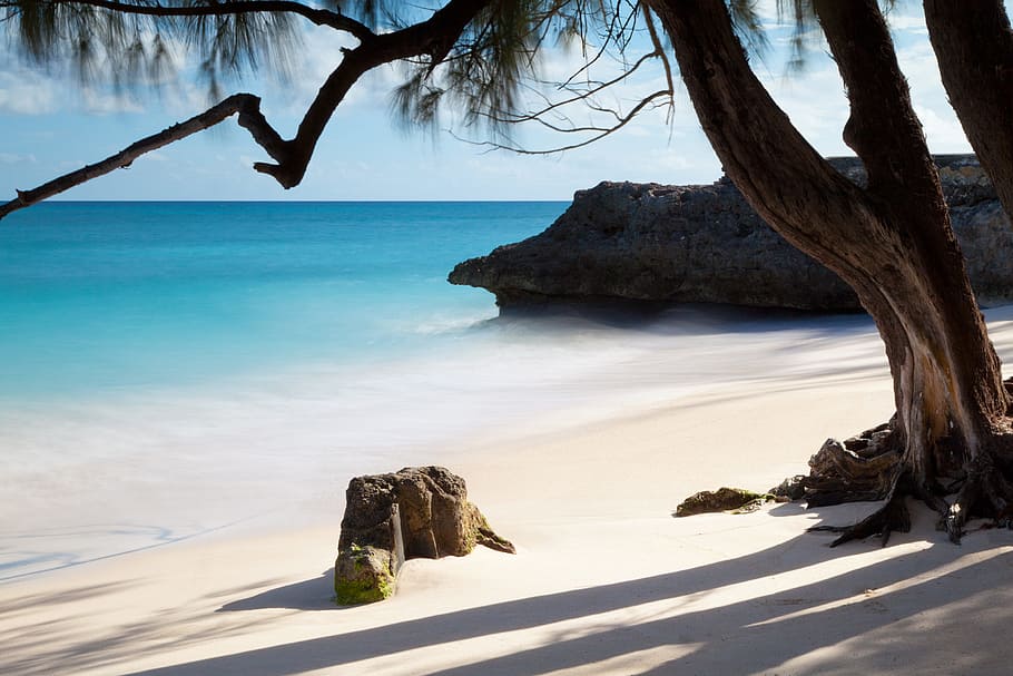 trees, rock formation, ocean water, daytime, tree, seashore, day, time, tropical, sand