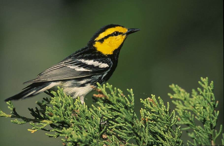 black, yellow, beak bird, black and yellow, beak, bird, warbler, golden-cheeked, wildlife, perched