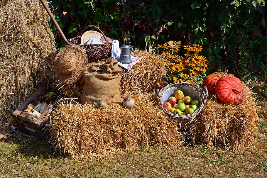 Festival da colheita, ação de graças, colheita, decoração, decoração de outono, outono, natureza, deco, cesta, grama