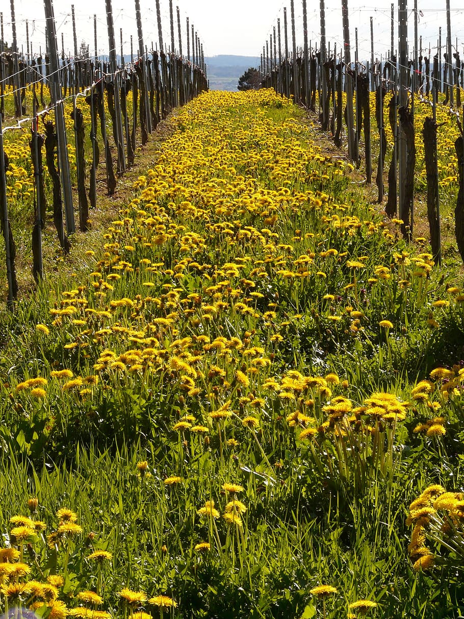 Vineyard, Winegrowing, Vine, Plantation, post, mountain, meadow, dandelion, agriculture, in a row