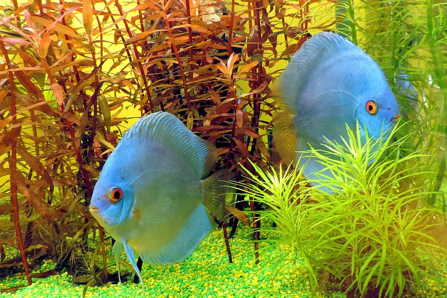 underwater, photography, two, blue, fishes, fish, aquarium, underwater world, toy, animal themes