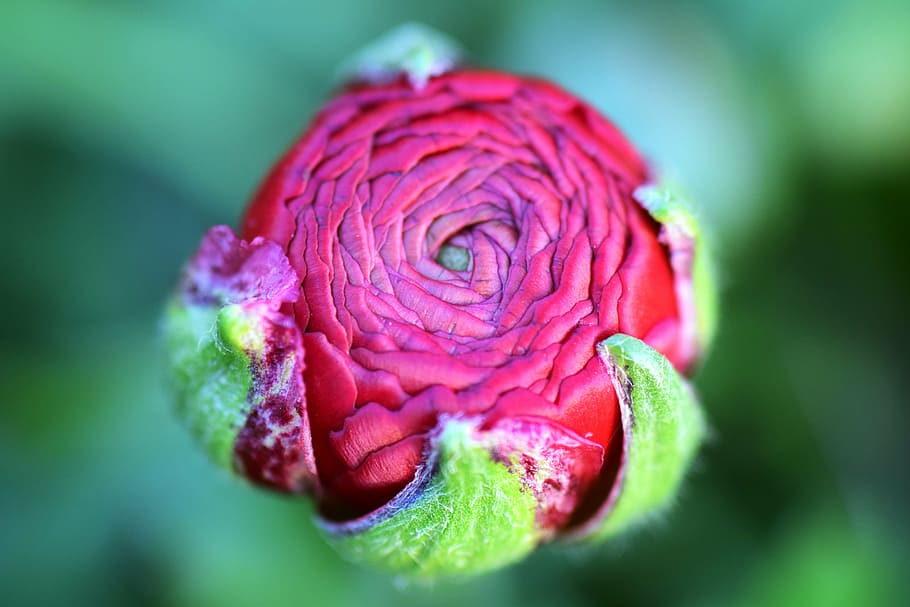 Rojo, rosa, flor, brote, enfoque selectivo, fotografía, ranúnculo, aiscup Buttercup, Ranunculus Asiaticus, Buttercup