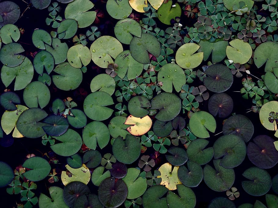 waterlily photography, lily pads, green, water, pond, nature, leaf, plant part, green color, growth