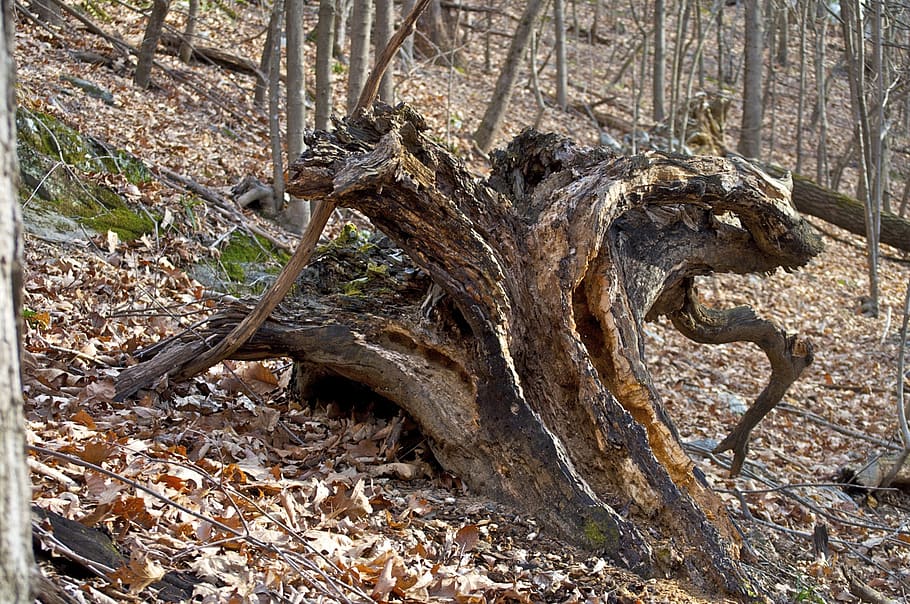 gnarly, nature, trunk, natural, brown, fall, stump, wood, tree, land