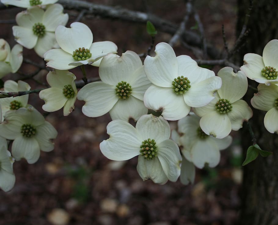 foto de close-up, branco, flores de pétalas, floral, plantas, natural, flor, pétalas, botânico, orgânico