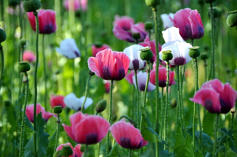 white, pink, petaled flowers, poppy, thriving mohnfeld, nature, close, flowering plant, flower, plant