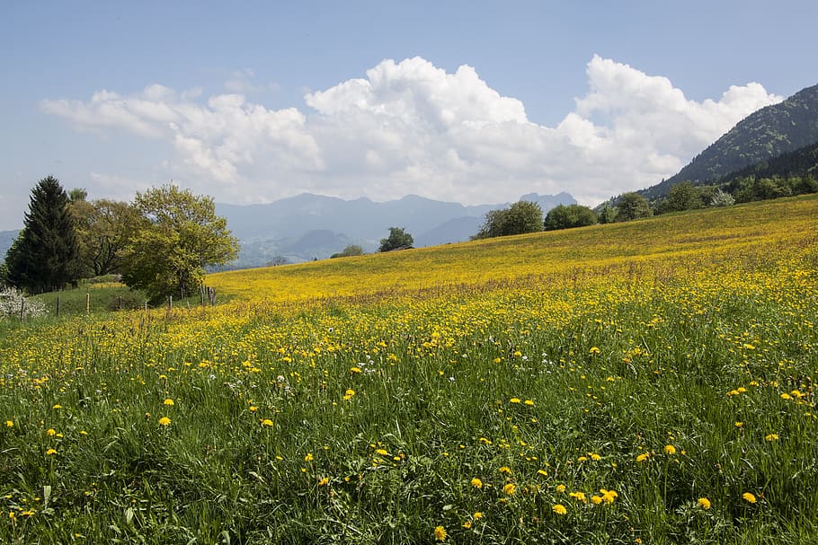 yellow flower field, yellow, flower, field, spring, sunshine, may, mountains, trees, nature