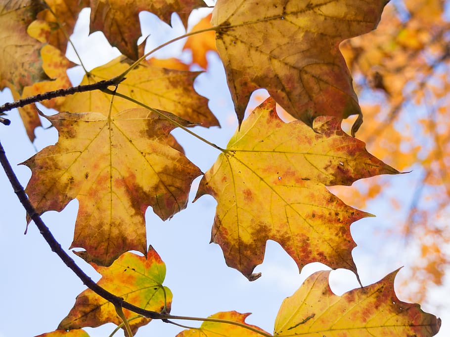 leaves, maple leaf, fall, autumn, nature, outdoors, trees, branches, sky, plant part
